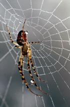 araign�e