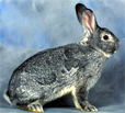 lapine