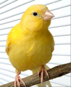 canari