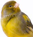 canari