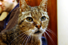 chat