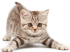 chat