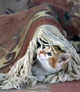 chat