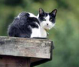 chat