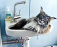 chat