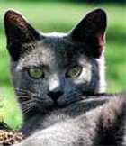chatte