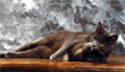 chat
