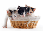 chatons