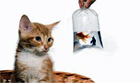 chat
