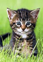 chat