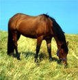 chevaux