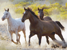 chevaux