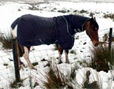 chevaux