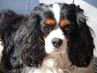 chien