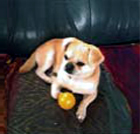 chien