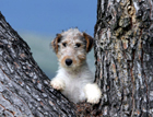chienne