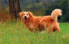 chien