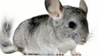 chinchilla