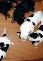 chiot