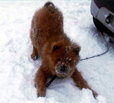chowchow