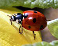 coccinelle