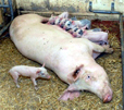 cochon