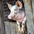 cochon
