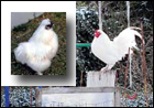 coq