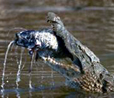 crocodile