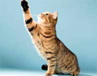 chat