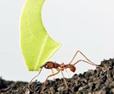 fourmis
