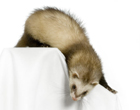 furet