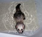 furet