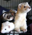 furet