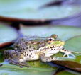 grenouille