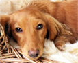 chien