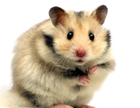 hamster