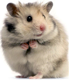 hamster