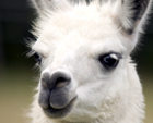 lama