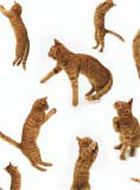 chat