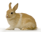 lapin