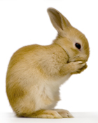 lapine