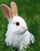 lapine
