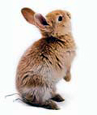 lapin