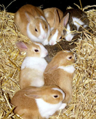lapins
