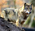 loup