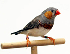mandarin