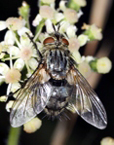 mouche