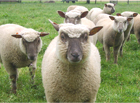 moutons
