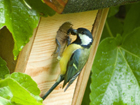 oiseaux